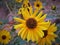 Desert Daisies in Utah