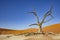 Desert Dead Trees Deadvlei Namibia