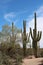 The Desert Discovery Nature Trail in Saguaro National Park leading through a desert landscape of cacti and trees