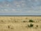 Desert dog in the african savannah with cloudy sky