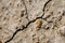 Desert dried and cracked ground. erosion earth background. cracked dry wall surface. white natural cracked texture. desert