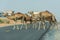 Desert dromedary camels crossing the road in the United Arab Emirates in the Middle East