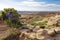 Desert dry scrub bush plants sandy