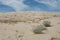 Desert Dune Landscape with Purple Flowers