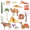 Desert dunes, camel, gazelle, jerboa, sand, cactus watercolor elements set