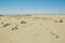Desert dunes view with growing plants