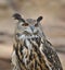Desert Eagle Owl