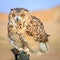 Desert Eagle Owl