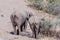 Desert Elephant along the Hanoab River