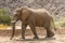 Desert elephant in the bed of the Hoanib river, Namibia