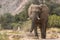 Desert elephant in the bed of the Hoanib river, Namibia