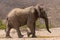 Desert elephant in the bed of the Hoanib river, Namibia