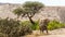 Desert elephant in the bed of the Hoanib river, Namibia