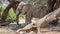 Desert elephant in the bed of the Hoanib river, Namibia