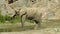 Desert elephant drinks water in the Hoarusib riverbed