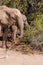 Desert Elephant in Namibia