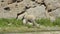 Desert elephant in northern Namibia Kaokoveld