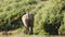 Desert elephant walks to the bushes on the riverbank and starts grazing