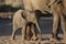 Desert elephant young, Namibia