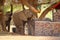 Desert elephants baby safari tent camp resort, Damaraland, Namibia