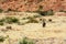 Desert Elephants in a safari landscape