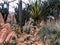 Desert environment in botanical garden dome