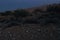 Desert Evening Primrose Flowers At Twilight