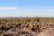 A desert expanse filled with dead brush, cholla cacti and Palo Verde trees in front of Scottsdale on the Horseshoe Loop Trail