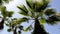 Desert fan palm, backlit, against blue sky. Green palm leaves Washingtonia filifera.