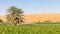 Desert Farm Near Al Ain in the UAE
