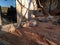 Desert Fennec fox in the zoo