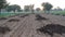 Desert field landscape due to Farmer Protestation in India. Empty fields view with organic cow dung