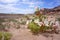 Desert Floor Flowers