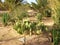 Desert flora in Sahara, southern Tunisia