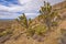 Desert Floral Display on a Remote Peak