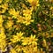 Desert flower bright yellow petals green vines pretty daisy