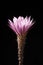 Desert flower echinopsis isolated on black