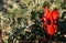 Desert flower - sturt desert pea