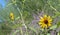 The desert flower, sweet coneflower rudbeckia triloba