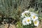 Desert Flowers Prickly Poppy
