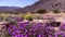 Desert Flowers Wind 9 Joshua Tree National Park California