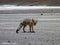 Desert fox at bilivian altiplano desert