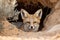 desert fox hiding in its burrow, keeping watch for predators