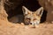 desert fox hiding in its burrow, keeping watch for predators