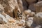 desert fox hiding among the rocks, watching its prey nearby