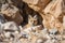 desert fox hiding among the rocks, watching its prey nearby