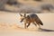 desert fox hunting for its next meal, scurrying across the dunes
