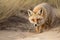 desert fox hunting for its next meal, scurrying across the dunes