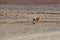 Desert Fox in Sur Lipez, South Bolivia