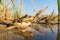 a desert frog resting on a reed beside a desert pond